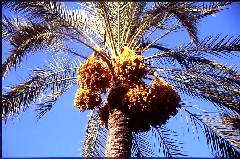 Dattelpalme im Garten des Montazah-Palasts