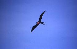 Fregattvogel mit Kehlsack