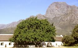 Weinverkostung unter der riesigen Eiche im Weingut Boschendal