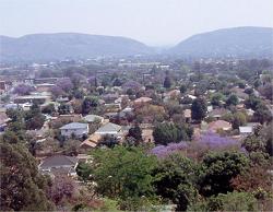 Blühender Jacaranda