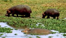 Erst beobachteten wir eine Nilpferdmutter mit Kind, ....