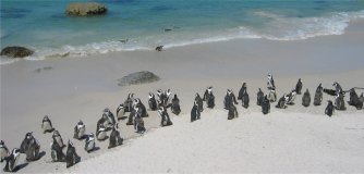 Pinguinkolonie in Boulders