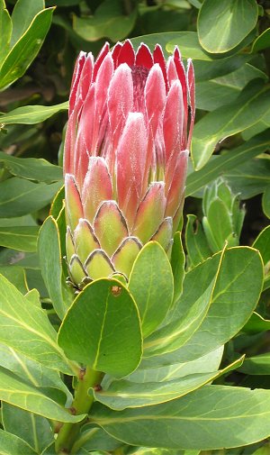 Die südafrikanische Nationalblume "Protea"