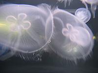 Quallen im Aquarium von Kapstadt