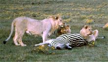 Löwenfamilie beim Abendessen