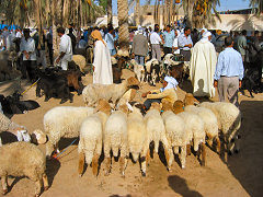 Viehmarkt in Douz - ein Erlebnis