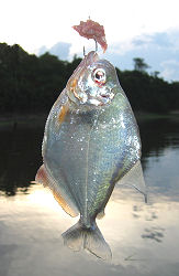 'Erbeuteter' Piranha