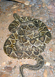 Giftschlange im Instituto Butantan