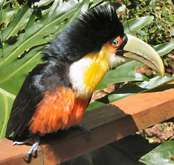 Windzerzauster Tukan