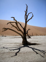 Dead Vlei