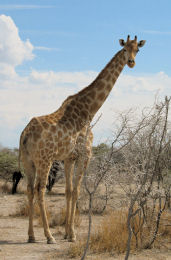 Giraffe im Etosha Nationalpark