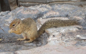 Hörnchen am Halali-Wasserloch