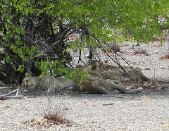 Löwen unterm Busch