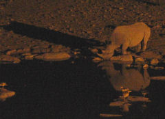 Nachts am Wasserloch des Halali Camps