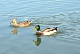 Am idyllischen Lago di Comabbio