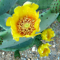 Kaktusblüten im Garten unserer Unterkunft
