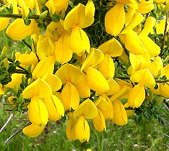 Tiefgelb blühende Ginsterbüsche säumen den Weg