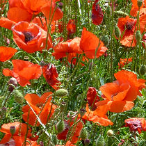 Mohnblüten auf dem Weg nach Trani