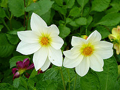 Blüten im Garten des Pollok Houses