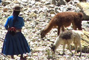 Auf dem kargen Boden der Sonneninsel grasende Alpakas