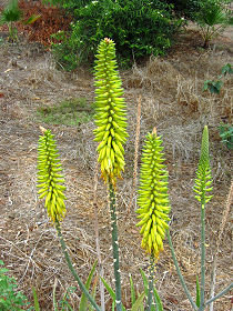 Blütenstände der Aloe Vera Pflanzen