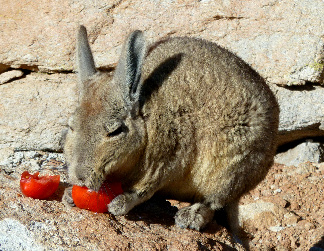 Viscacha zufrieden an einer Tomate knabbernd