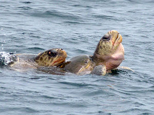 2 Meeresschildkröten haben Spaß