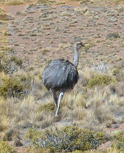 Ñandu in der Steppe