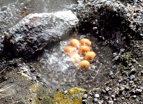 Natürliche Eier-Kochstelle auf 4500m Meereshöhe