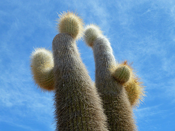 Säulenkakteen auf der Isla Inkahuasi