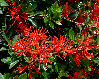 Roter Feuerbusch in eisigem Wind