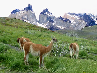 Guanacos vor dem El Paine Massiv