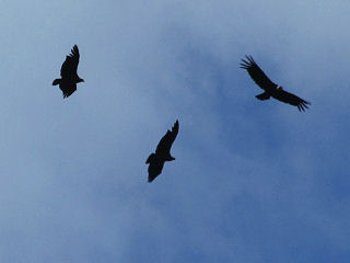 Karakaras und Andenkondor direkt über uns