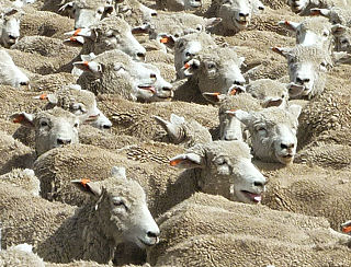 Massenweise Schafe: ein Viehtrieb in Chile