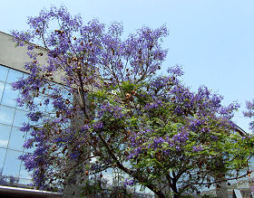 Blühende Jacarandabäume in Santiagos Fußgängerzone