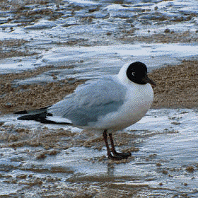 Erfahrene Möwe wittert Nahrung