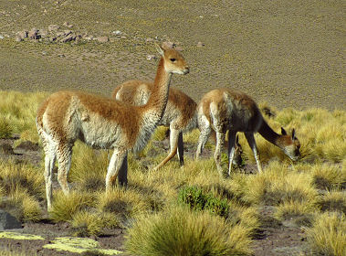 Grasende Vicuñas
