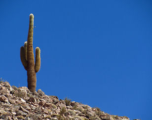 Säulenkaktus auf der Fahrt zurück nach San Pedro de Atacama