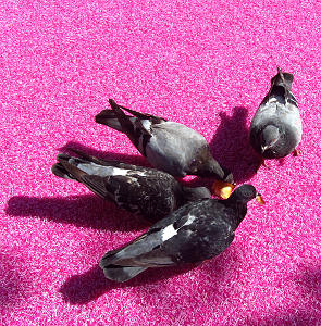 Tauben auf der 'möblierten' Piazza Vecchia