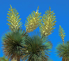 Palmenblütenstände in der Botanicactus-Anlage