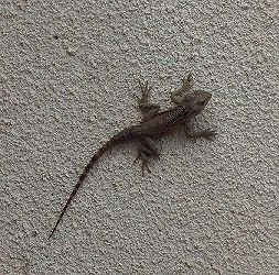 Munterer Besucher in unserem ruhigen Hotel in Polis