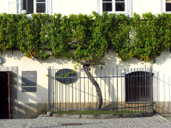 Die angeblich älteste veredelte Weinrebe der Welt (ca. 400 Jahre alt)