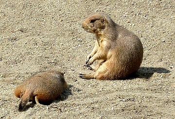 Präriehunde im Tierpark Herberstein