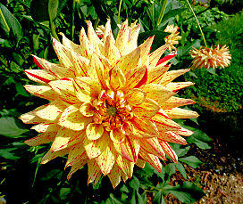 Blütenpracht im Rosengarten des Schlosses Herberstein