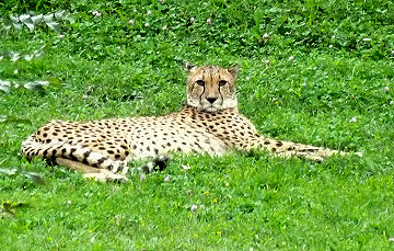 Gepard im Tierpark Herberstein