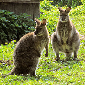 Putzige Kängurus im Tierpark Rosegg