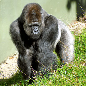 Gorillamann im Zoo von St. Helier