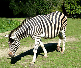 Zebra im Linzer Zoo am Pöstlingberg
