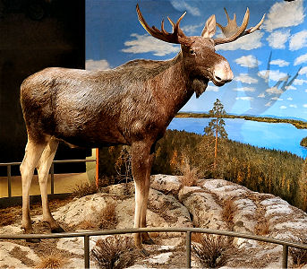 Ausgestopfter Elch vor Fototapete im Vapriikki Naturkundemuseum von Tampere