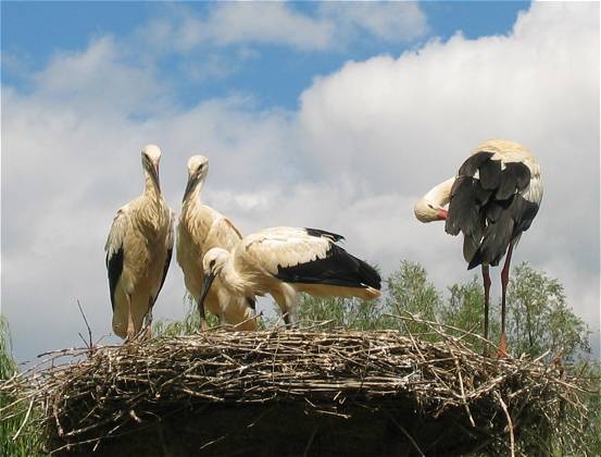 Im Parc de Cigognes bei Hunawihr